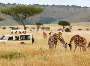 Kenya Wildlife Tour